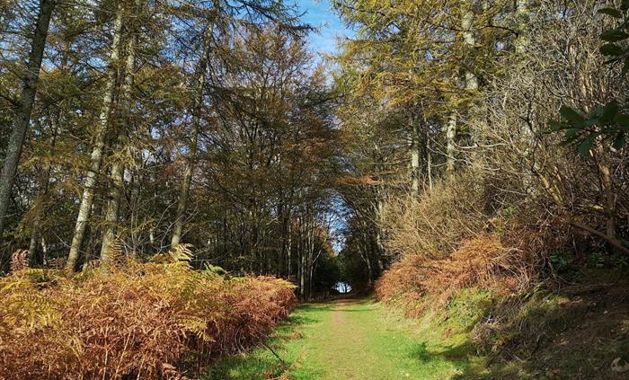 Gogerddan Wood